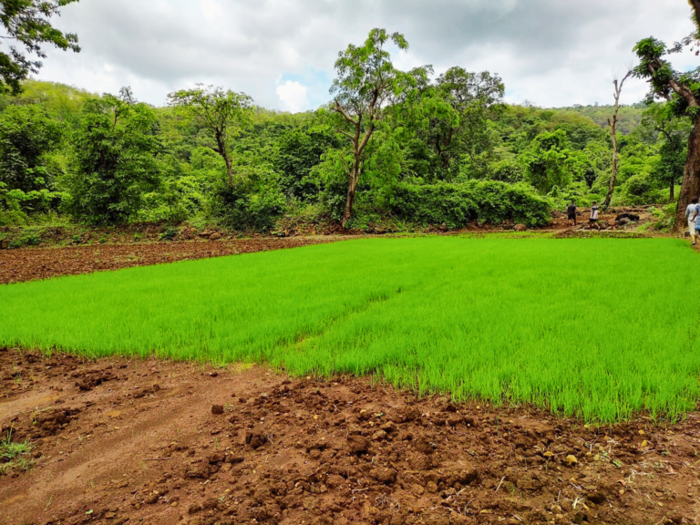 Wheat farm near ville